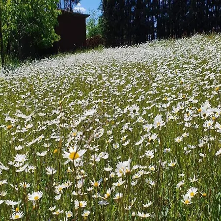 Attraktive In Franken Mit Garten דירה Weissenbrunn